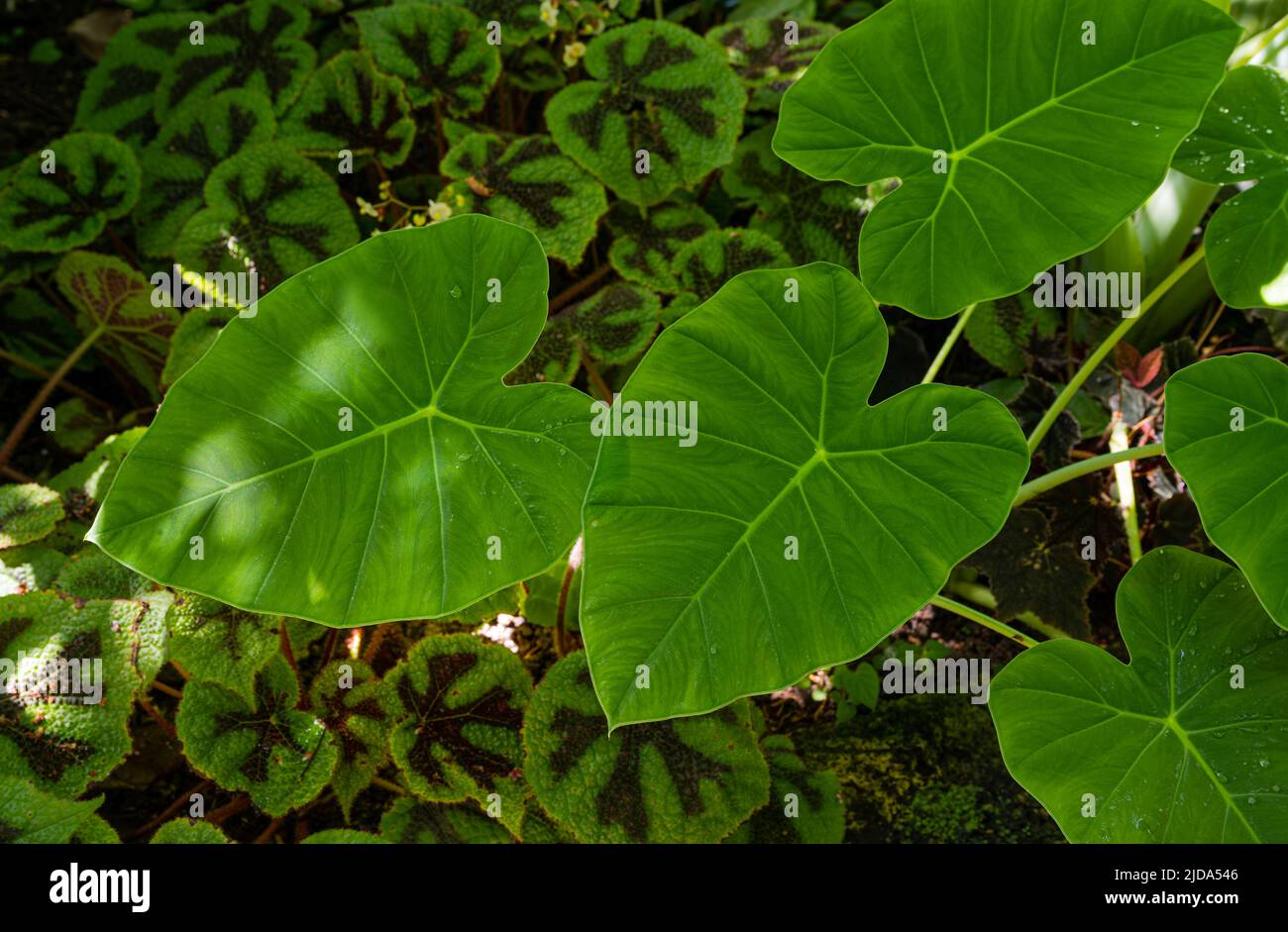 Grandi foglie di colocasia tropicale gigantea chiamato anche gigante elefante orecchio (Famiglia: Araceae) Foto Stock