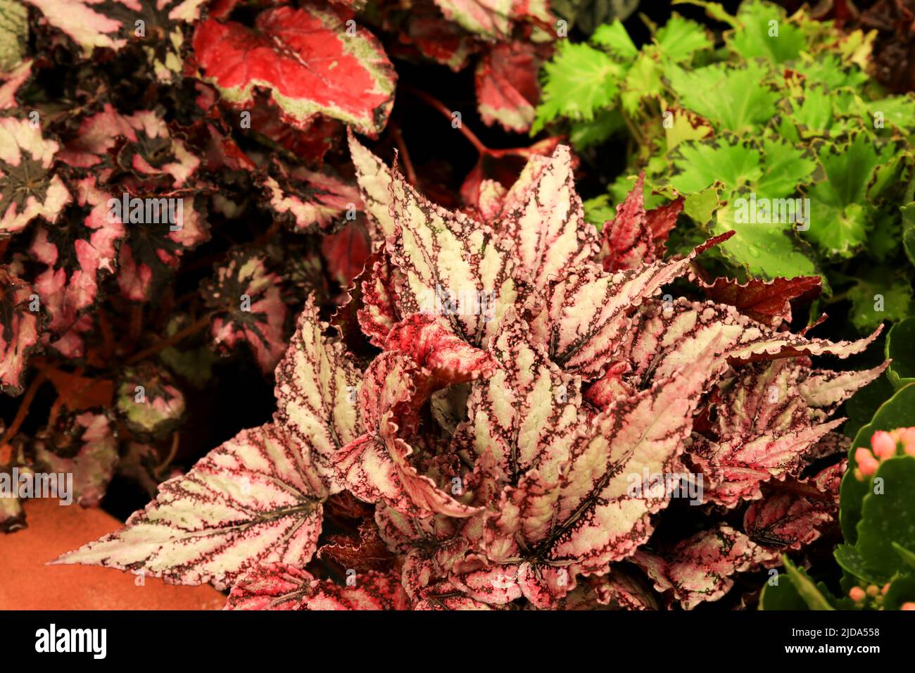 Colorata e bella Begonia Rex pianta in giardino Foto Stock