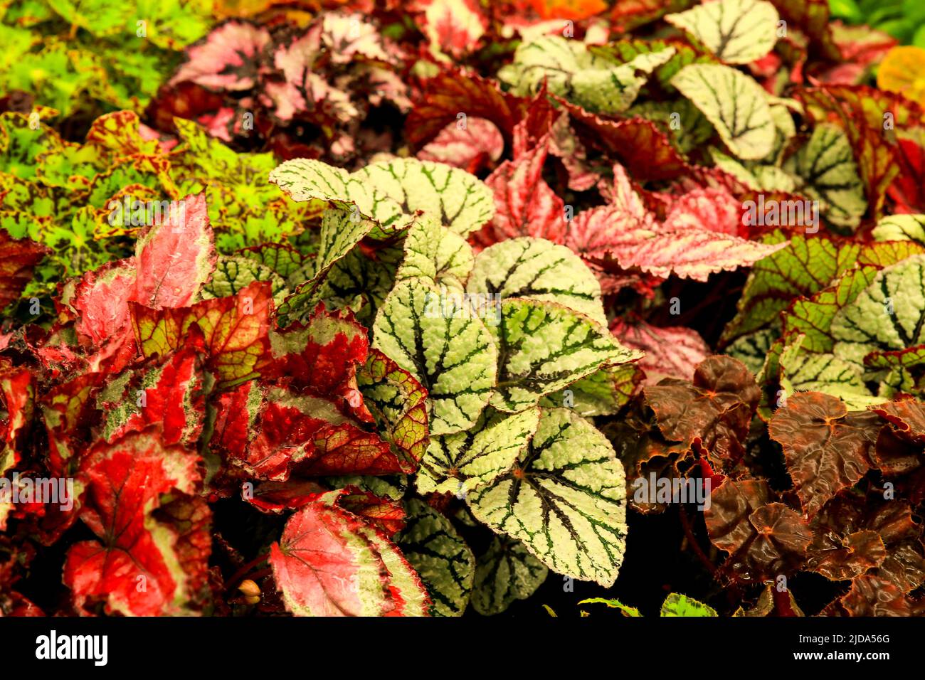 Piante Begonia colorate e belle nel giardino Foto Stock