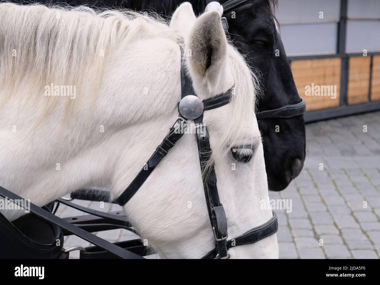 Occhio di cavallo con ciglia bianca, cavallo bianco con briglia sul muso, di attrezzature e imbracatura indossata sulla testa di cavallo per il controllo. Bestiame, vita a cavallo. Foto Stock