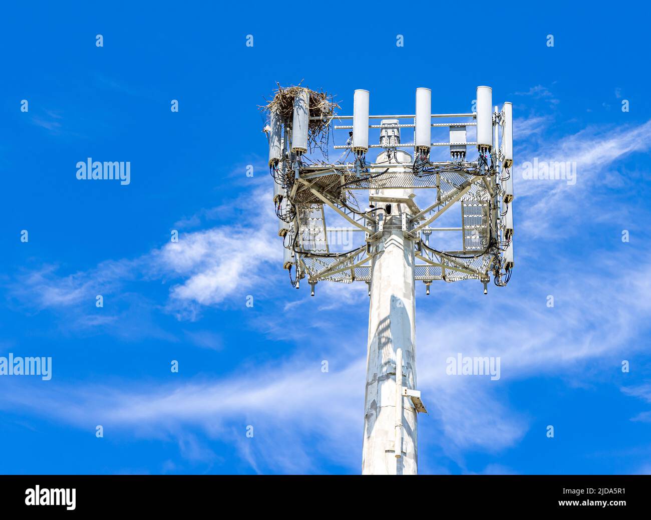 Il nido di Ospry costruito nella parte superiore di una torre del telefono delle cellule Foto Stock