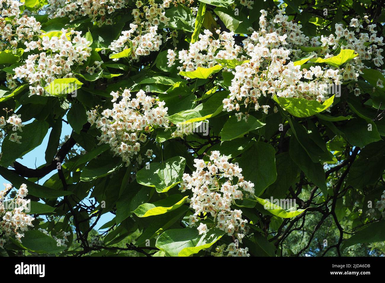 catalpa meridionale, cigartree e fagiolo indiano, Gewöhnlicher Trompetenbaum, Catalpa bignonioides, szívlevelű szivarfa, Budapest, Ungheria, Europa Foto Stock