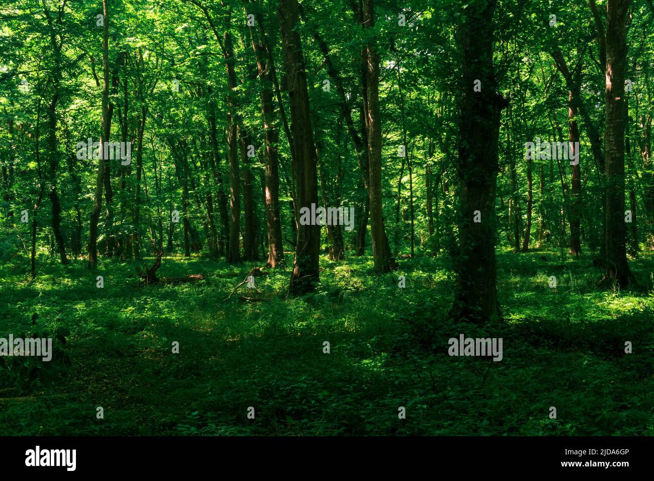 paesaggio in un bosco ombreggiato di thicket con dense sottobosco Foto Stock