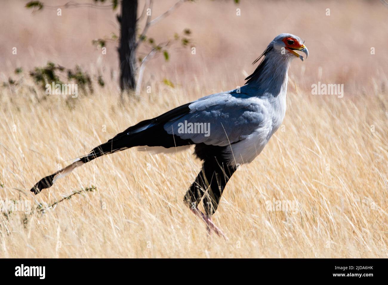 Segretario caccia di uccelli nella savana in Namibia Africa Foto Stock