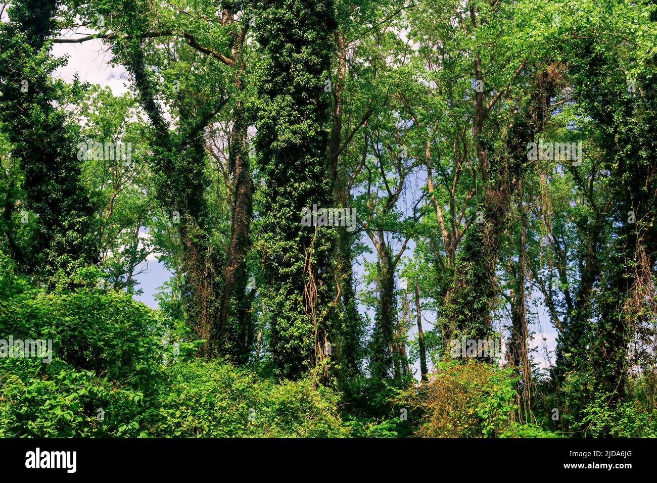 alberi intrecciati di liane e bindweeds in una foresta subtropicale a foglia larga Foto Stock