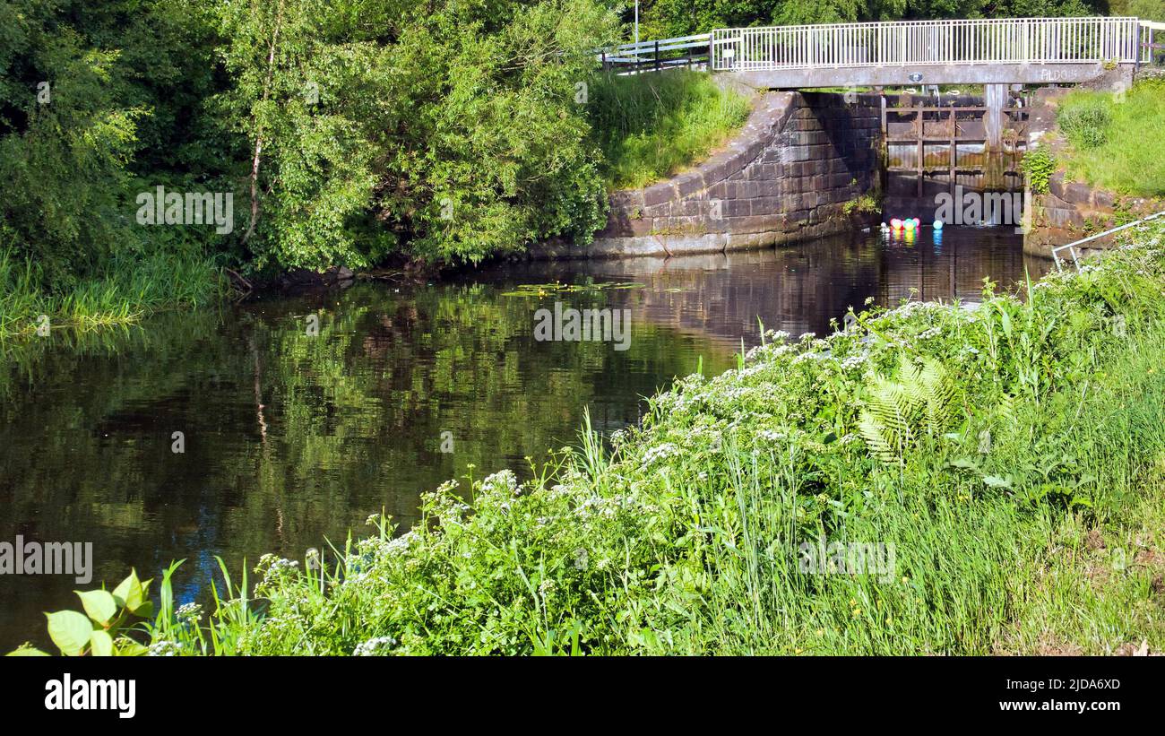 Glasgow, Scozia, Regno Unito 19th giugno 2022. L'infestazione del canale gigante di Hogweed vede l'intera banca del canale di Forth e clyde al blairdardie coperto in hogweed. Credit Gerard Ferry/Alamy Live News Foto Stock