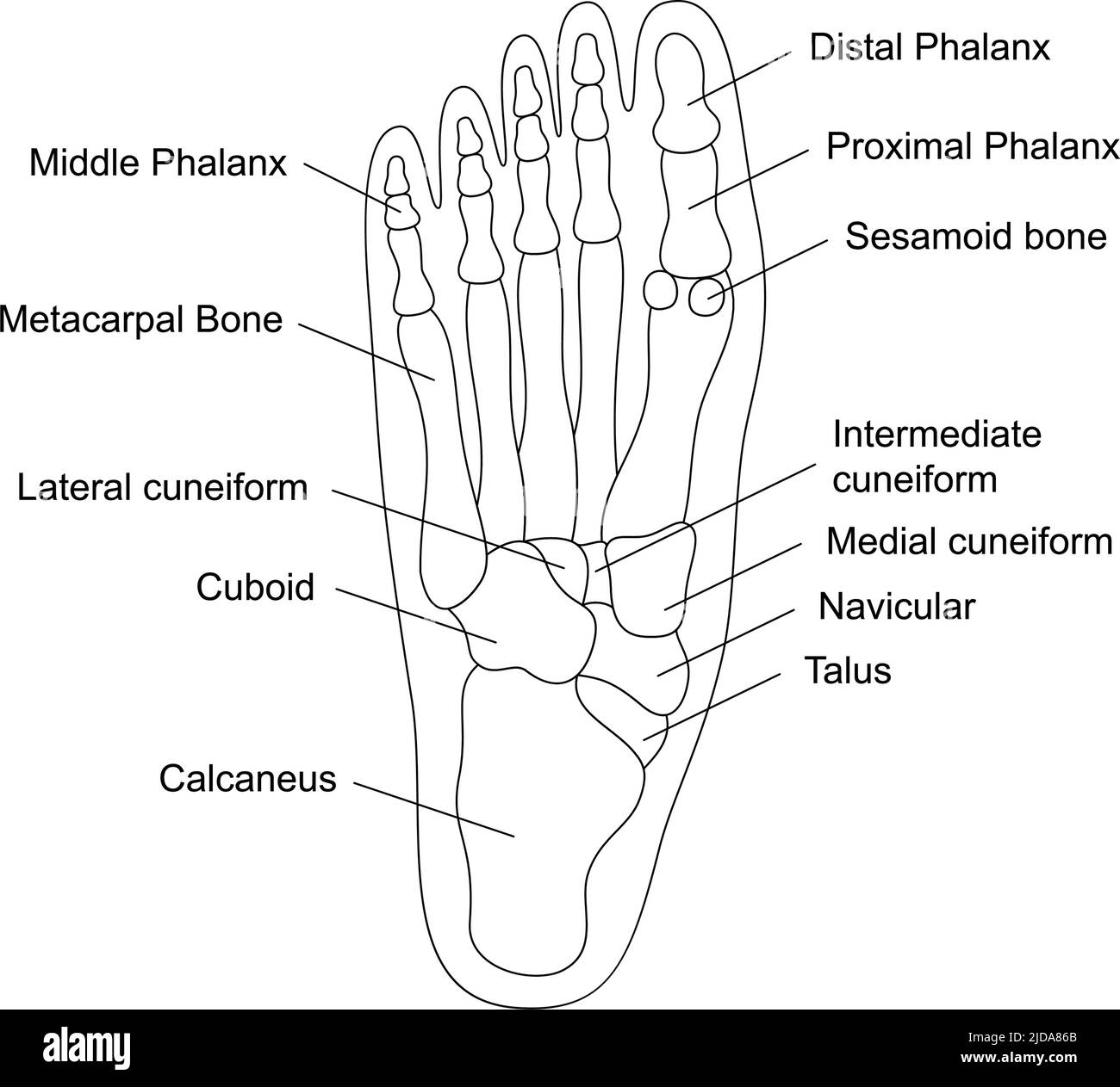 Anatomia delle ossa del piede umano con descrizioni. Struttura delle parti del piede. Illustrazione di organi interni umani. Illustrazione Vettoriale