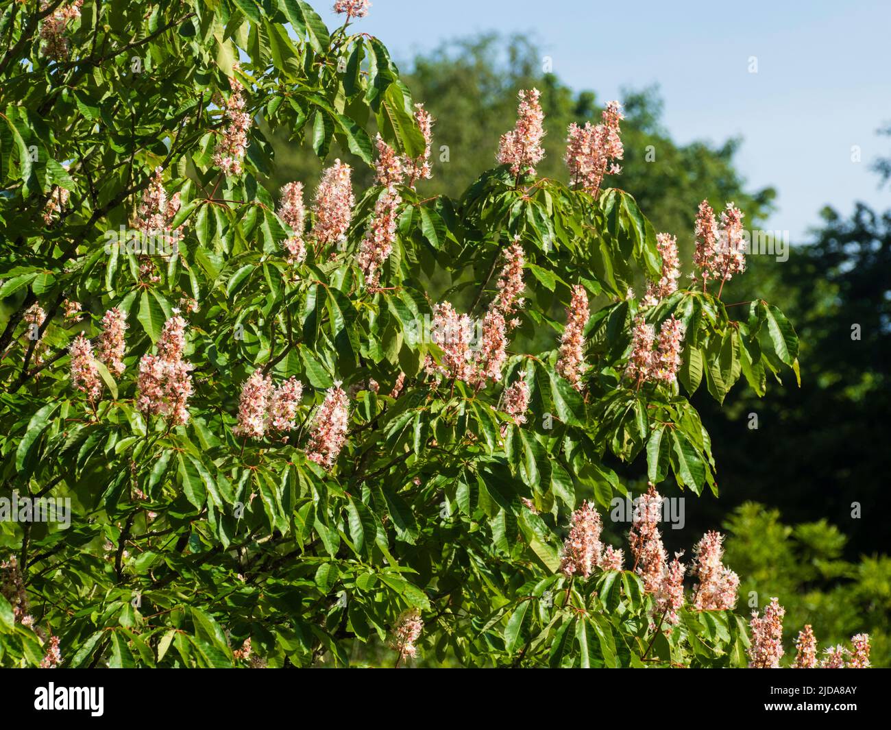 Panicles verticali dell'albero di castagno di cavallo indiano fiorito di inizio estate, Aesculus indica 'Perce di rene' Foto Stock