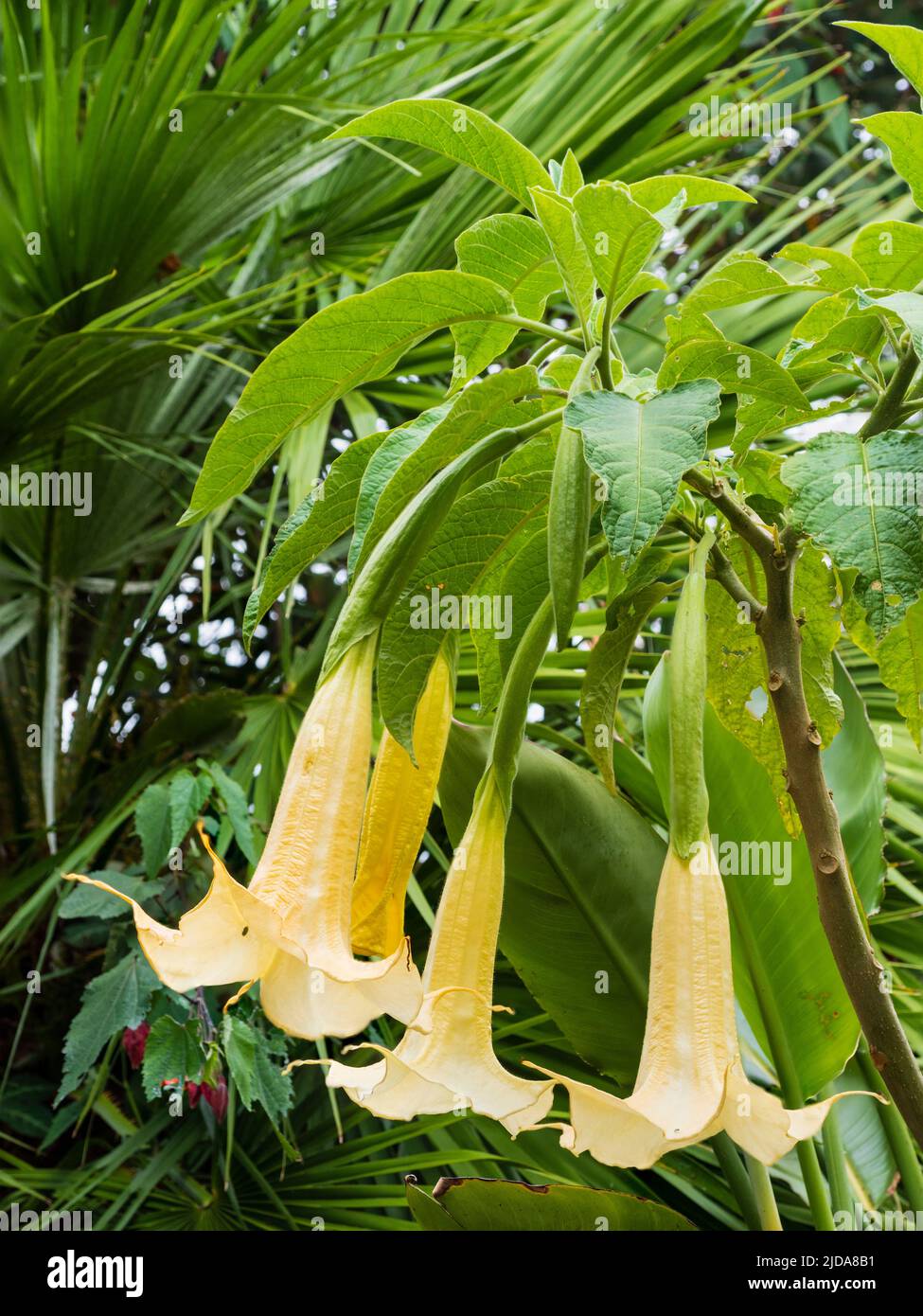 Fiori di tromba dal profumo intenso della sera e della notte della tenera tromba degli angeli sempreverdi, Brugmansia aurea 'Apricot' Foto Stock