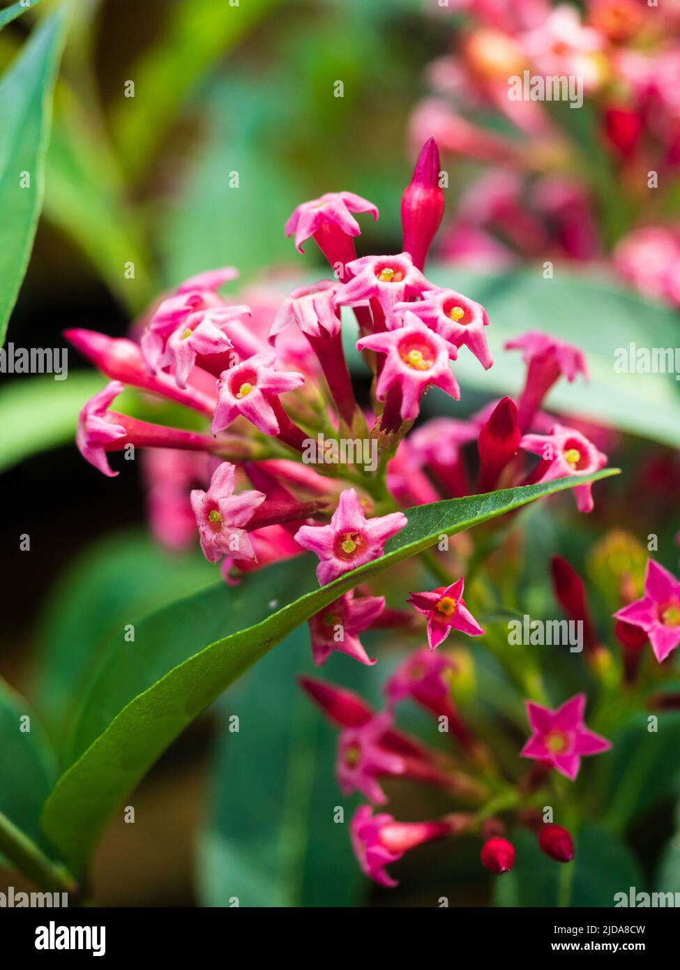 Fiori tubolari della notte profumato arbusto sempreverde sempreverdi, Cestrum x cultum 'Cretan Pink' Foto Stock