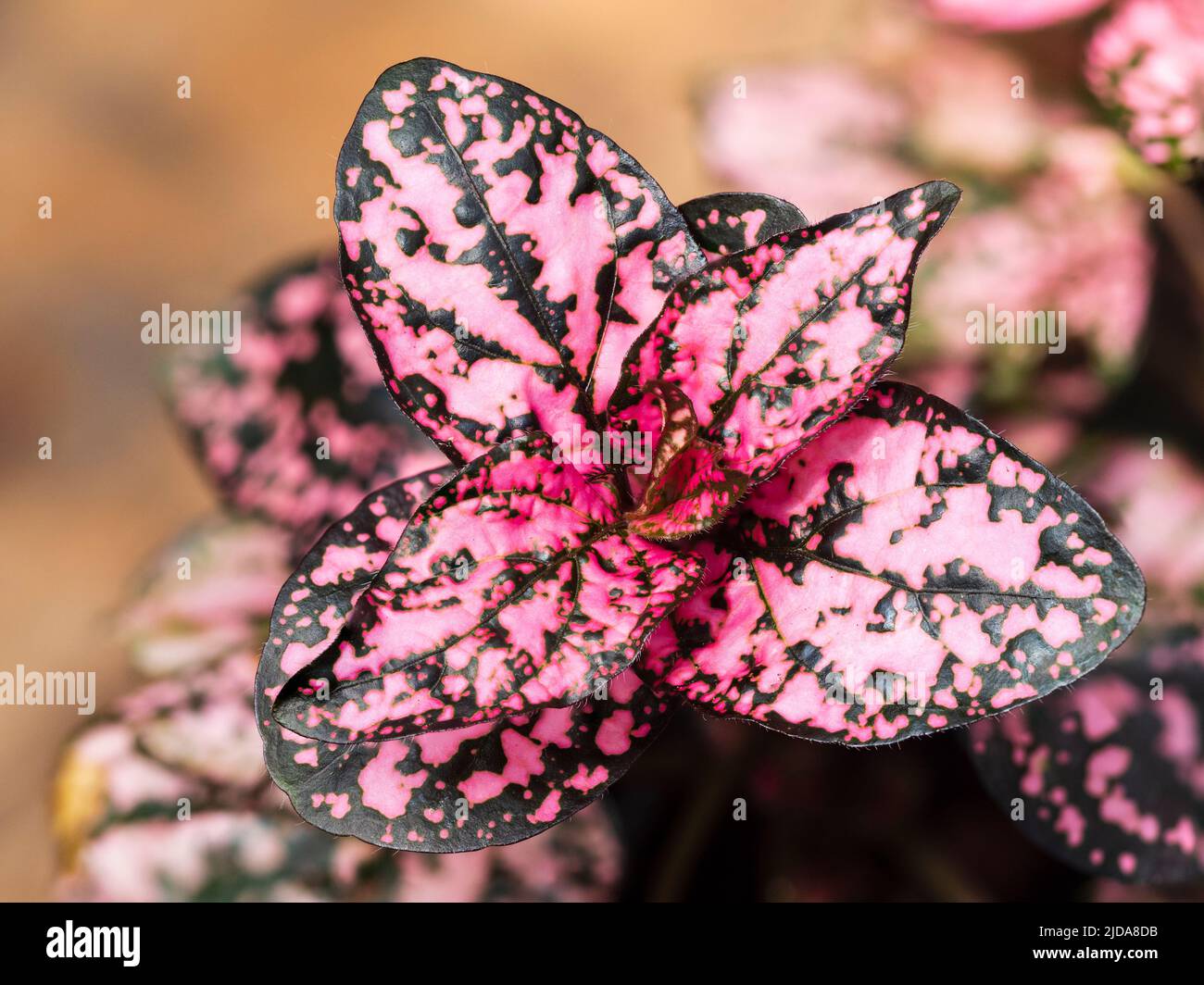 Foglie rosa e verde scuro della tenera pianta del fogliame nana, Hypoestes phyllostachya 'Pink Splash' Foto Stock