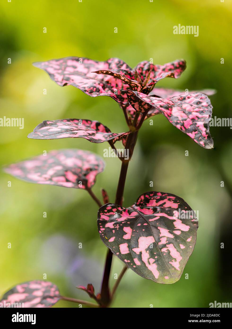 Foglie rosa e verde scuro della tenera pianta del fogliame nana, Hypoestes phyllostachya 'Pink Splash' Foto Stock