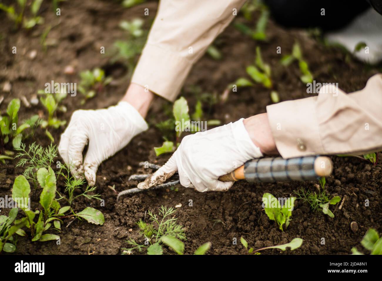 La mano di una donna rimuove le erbacce. Controllo delle erbacce e degli infestanti in giardino. Terreno coltivato in primo piano. Pianta agricola che cresce nel giardino. Foto Stock