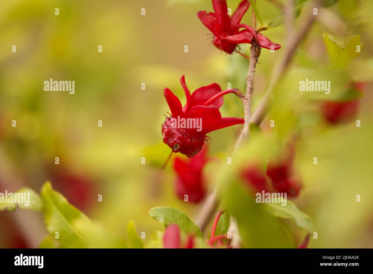 Ochna serrulata, fiori di ochna di carnevale sfondo macro floreale naturale Foto Stock