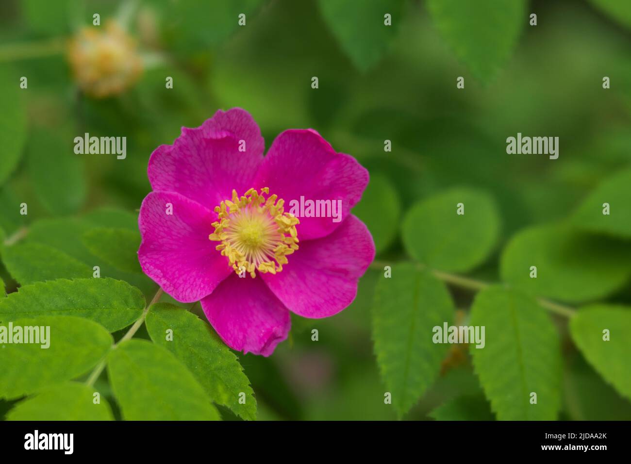Rosa Nootka o rosa selvatica (rosa nutkana) anche rosa artica (rosa acicularis) in Alaska Foto Stock