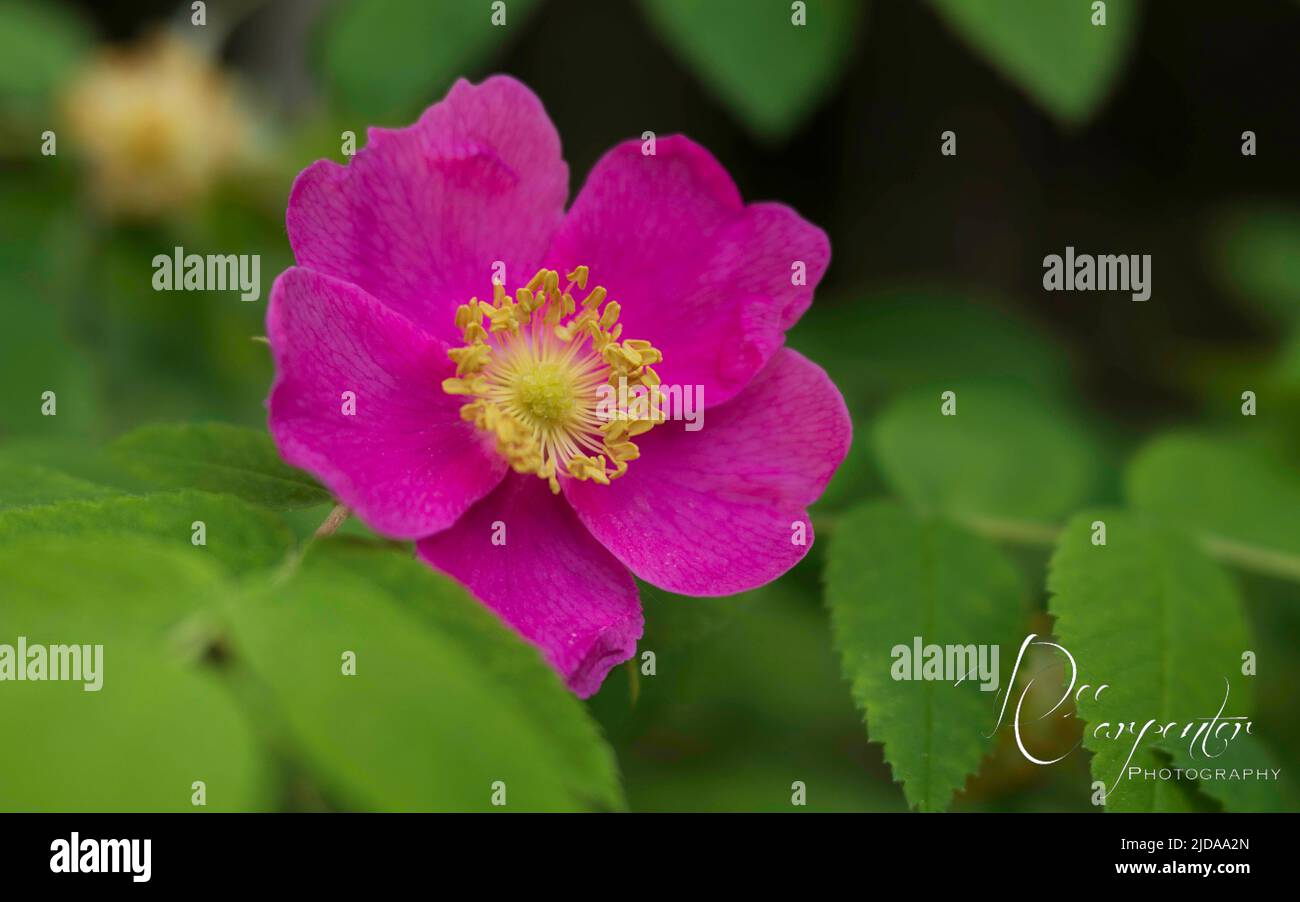 Rosa Nootka o rosa selvatica (rosa nutkana) anche rosa artica (rosa acicularis) in Alaska Foto Stock