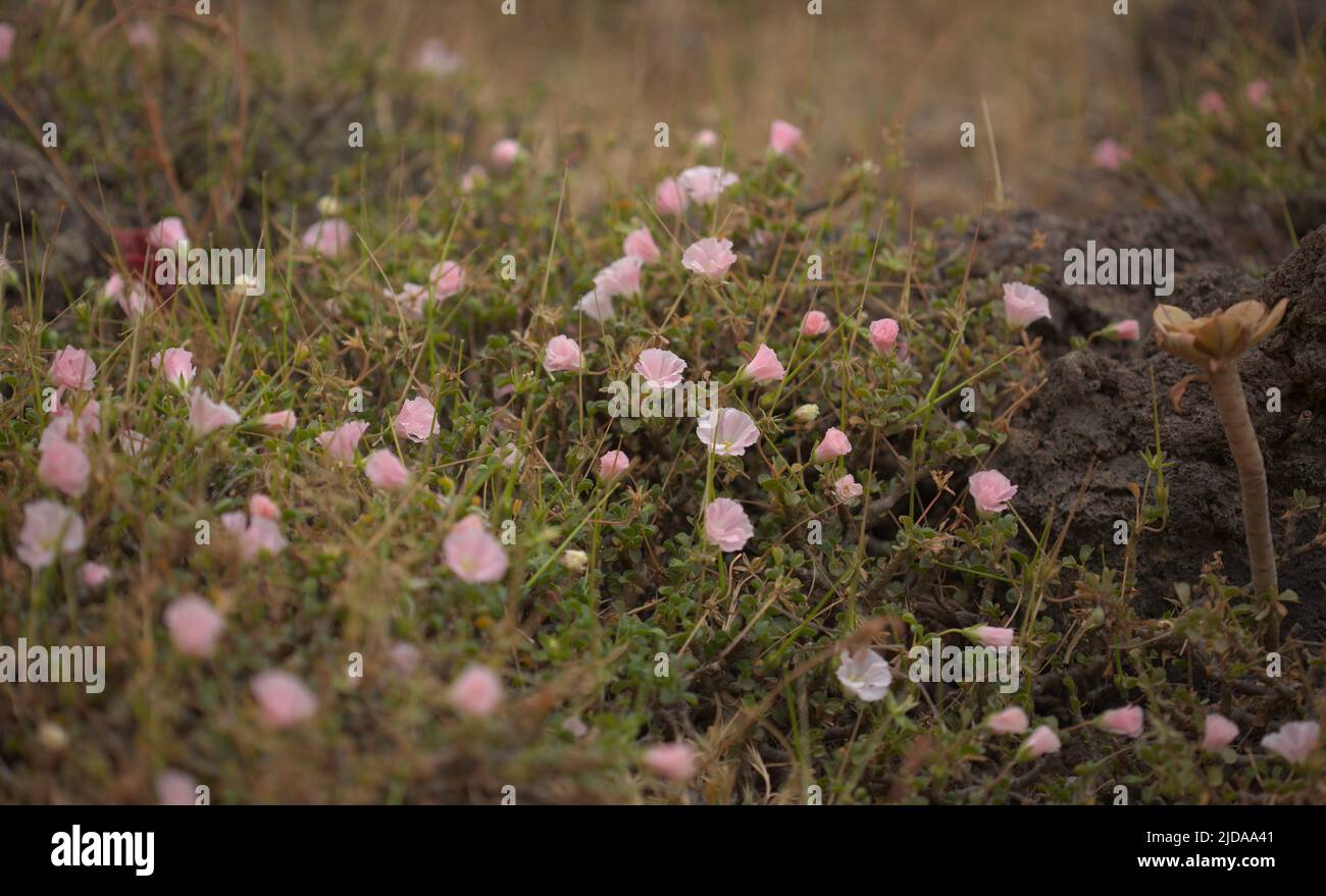 Fioritura succulenta Sarcocaulon burmannii, Bushman candela, naturale macro sfondo floreale Foto Stock