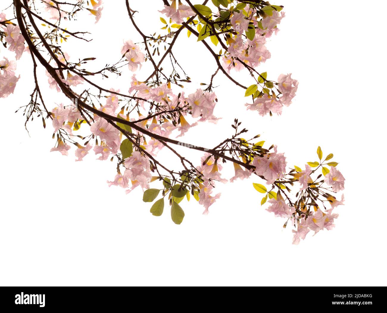 Tabebuia eterofilla, tromba rosa, rami fioriti isolati su sfondo bianco Foto Stock