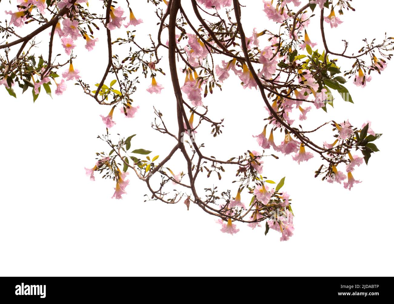 Tabebuia eterofilla, tromba rosa, rami fioriti isolati su sfondo bianco Foto Stock