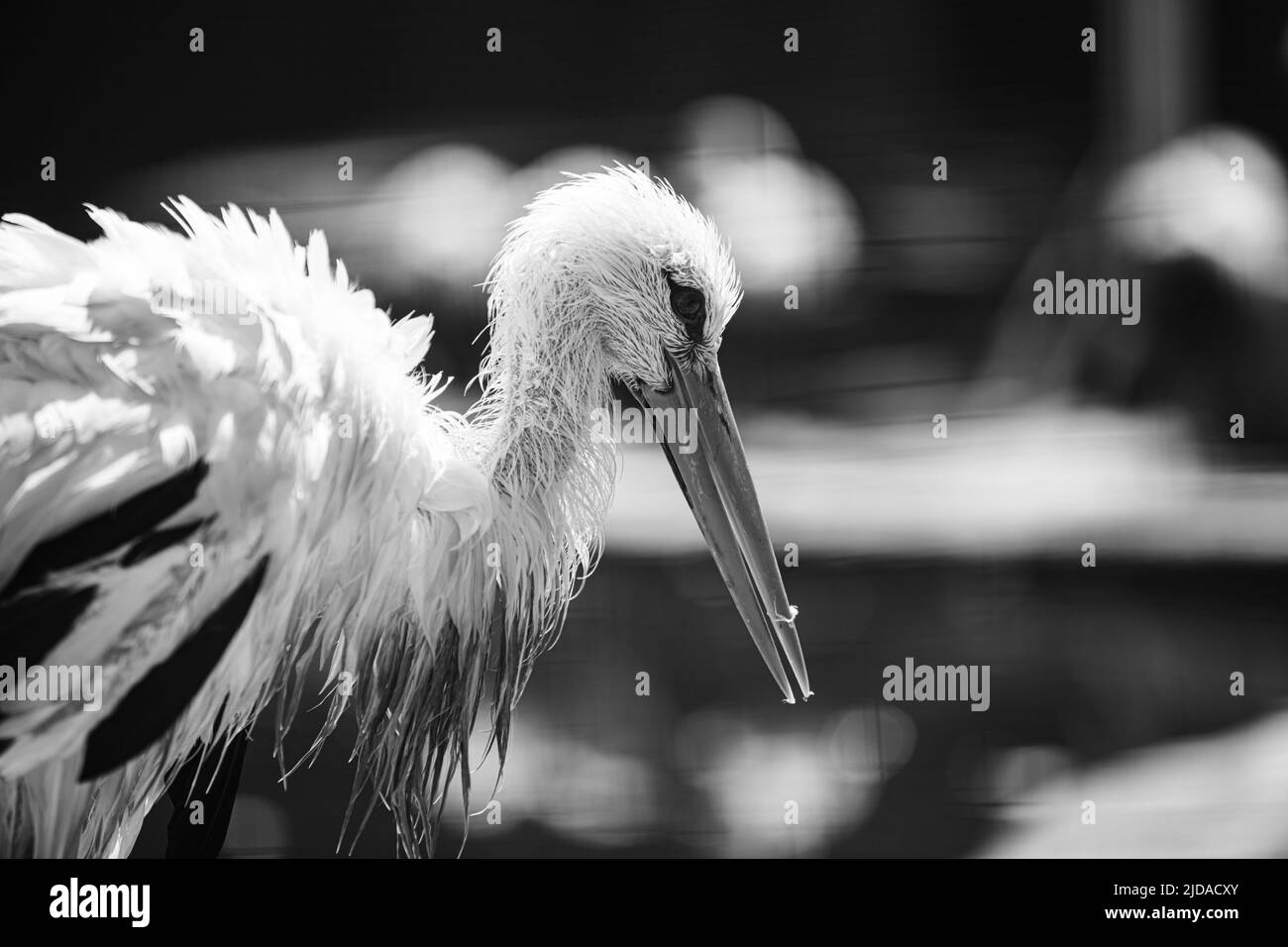 primo piano di cicogna malata in casa di animali salvati Foto Stock
