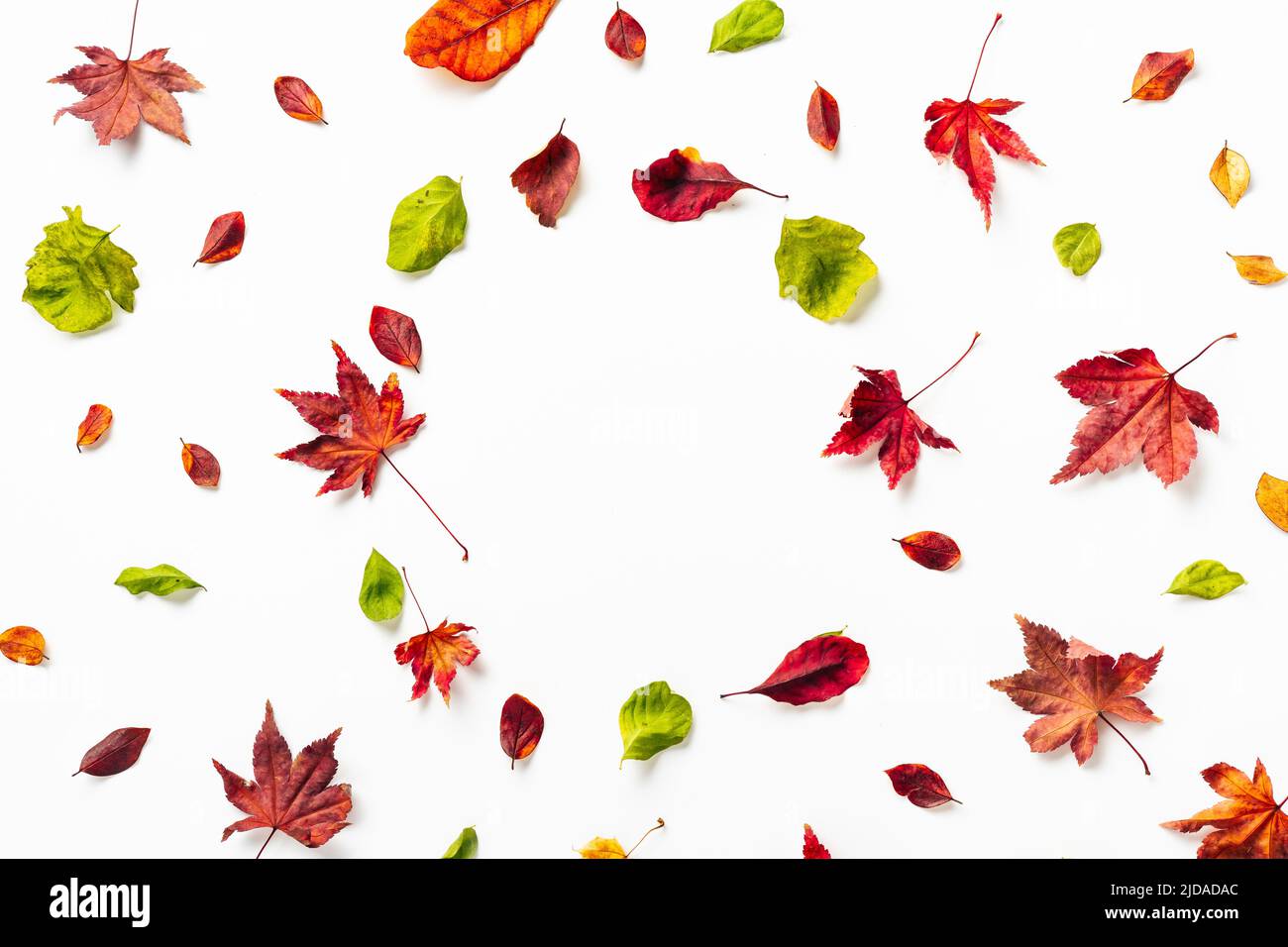 Autunno rosso secco, arancione, verde foglie su bianco con spazio di copia. Sfondo della natura Foto Stock