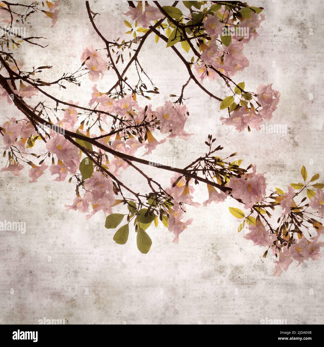 Quadrato elegante carta vecchia testurizzata fondo con Tabebuia eterophylla, tromba rosa, rami fioriti Foto Stock