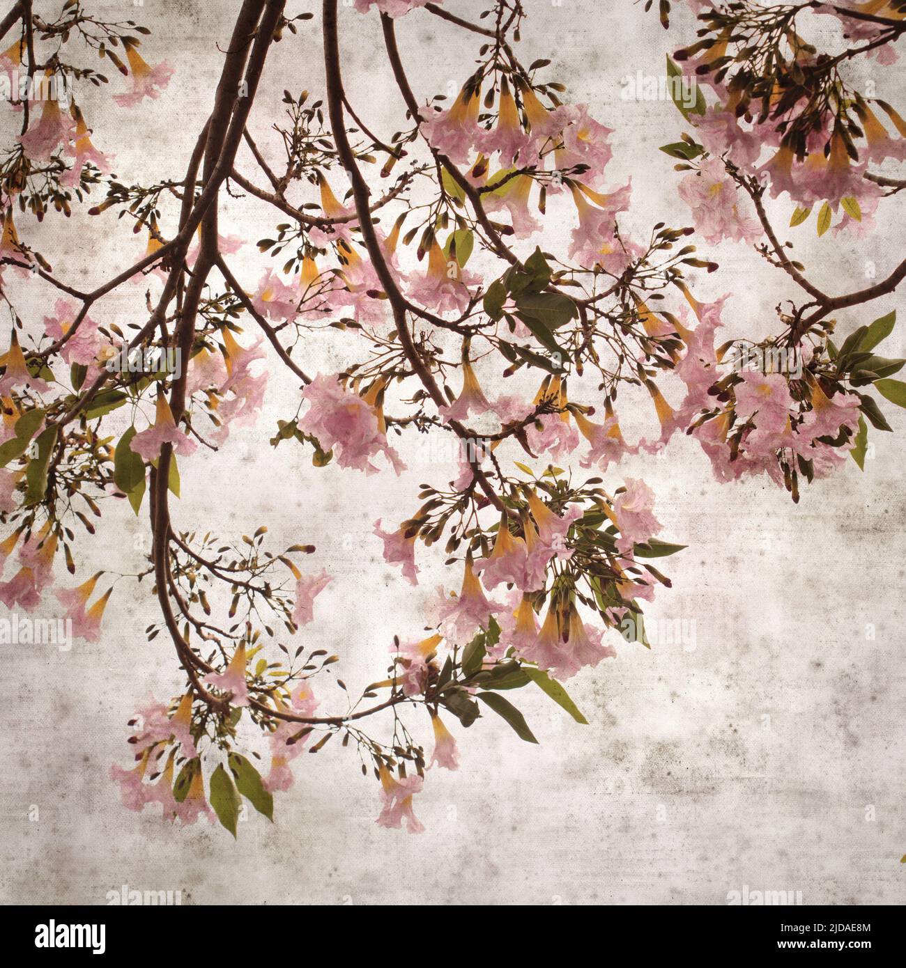 Quadrato elegante carta vecchia testurizzata fondo con Tabebuia eterophylla, tromba rosa, rami fioriti Foto Stock