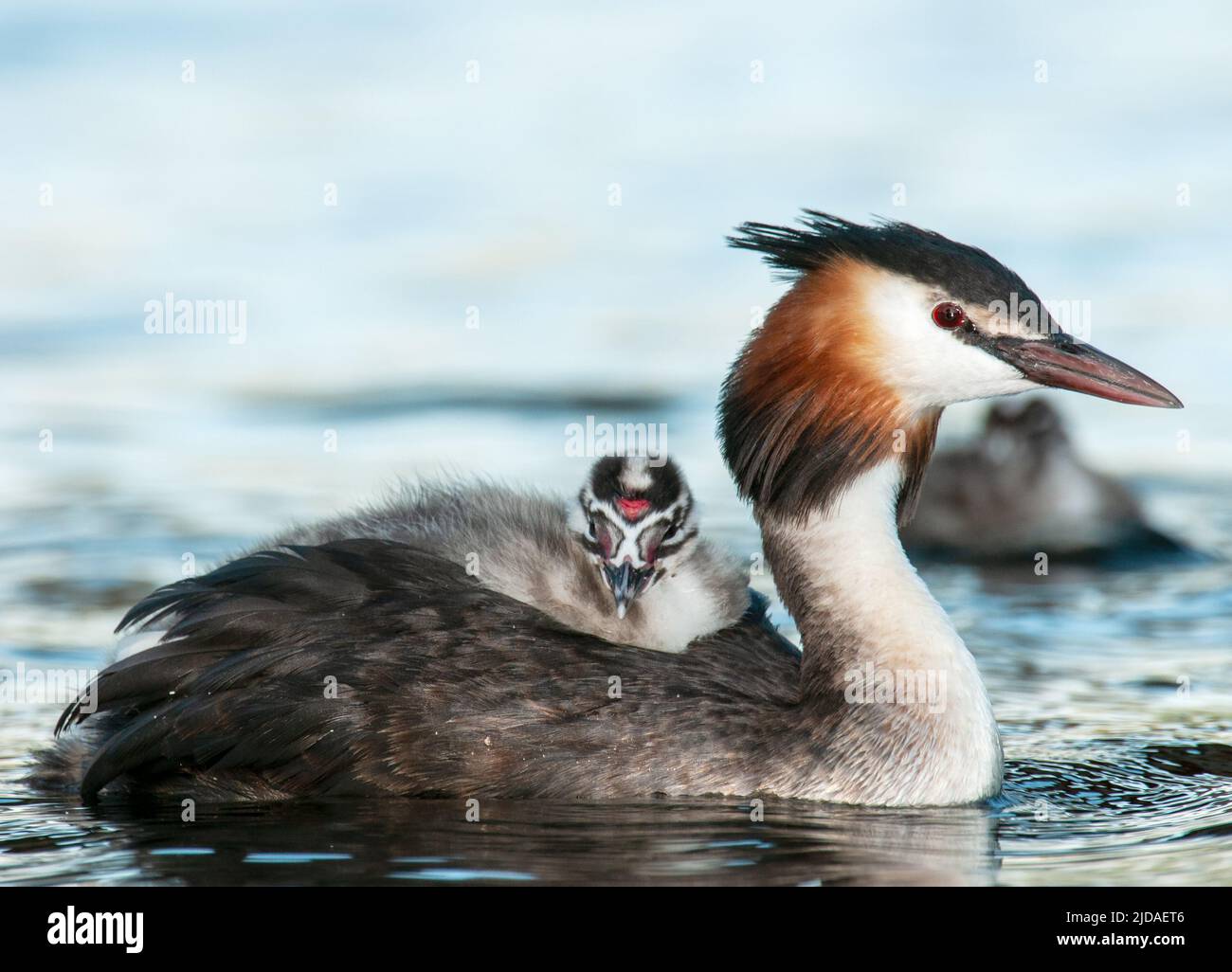 Grande grasso crested, Podiceps CRIstatus, con pulcino portato sulla parte posteriore dell'adulto Foto Stock