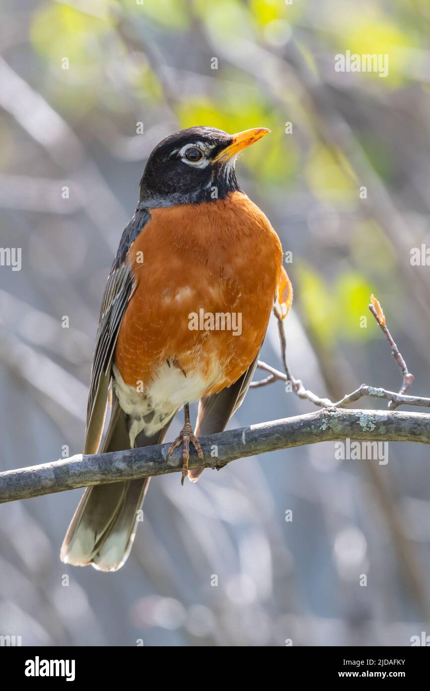 American Robin (Turdus migrratorius), un uccello migratorio della vera famiglia dei thrushes Foto Stock