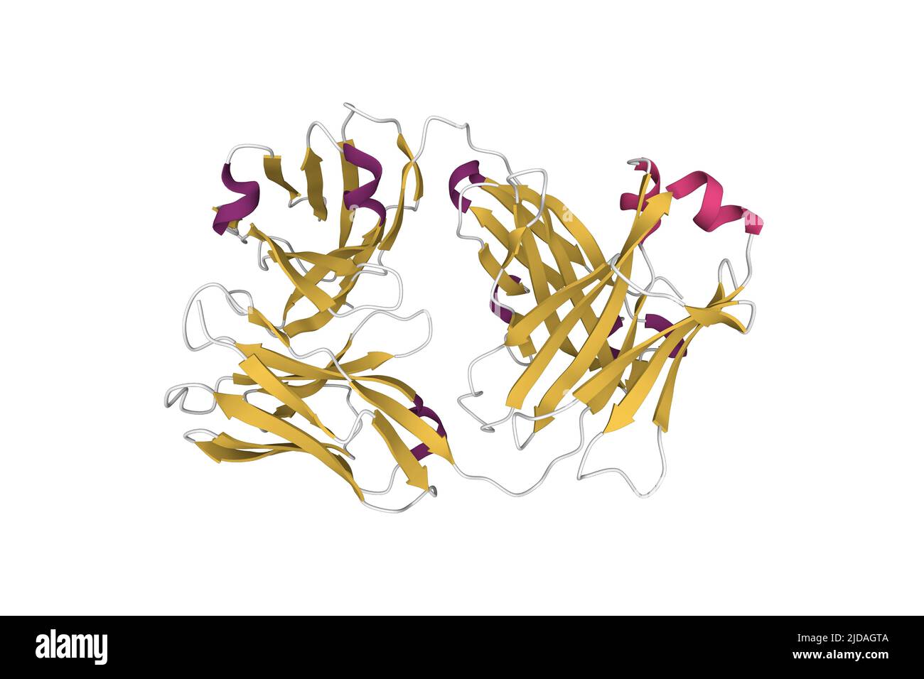 Struttura della regione Fab di cetuximab, un farmaco antitumorale. Modello cartoon 3D, schema colore struttura secondaria, PDB 1yy8, sfondo bianco Foto Stock