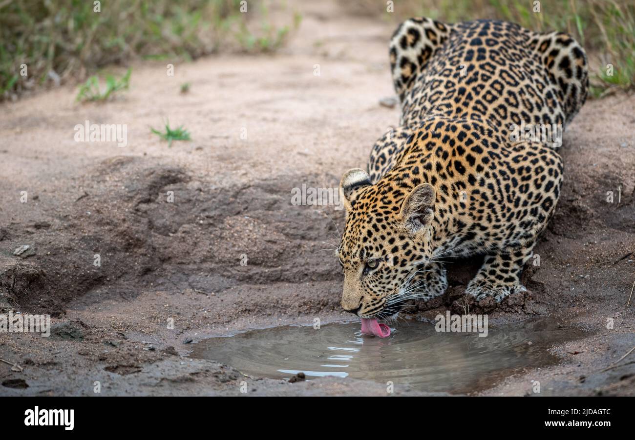 Un leopardo, Panthera pardus, si piega per bere acqua da una pozzanghera. Foto Stock