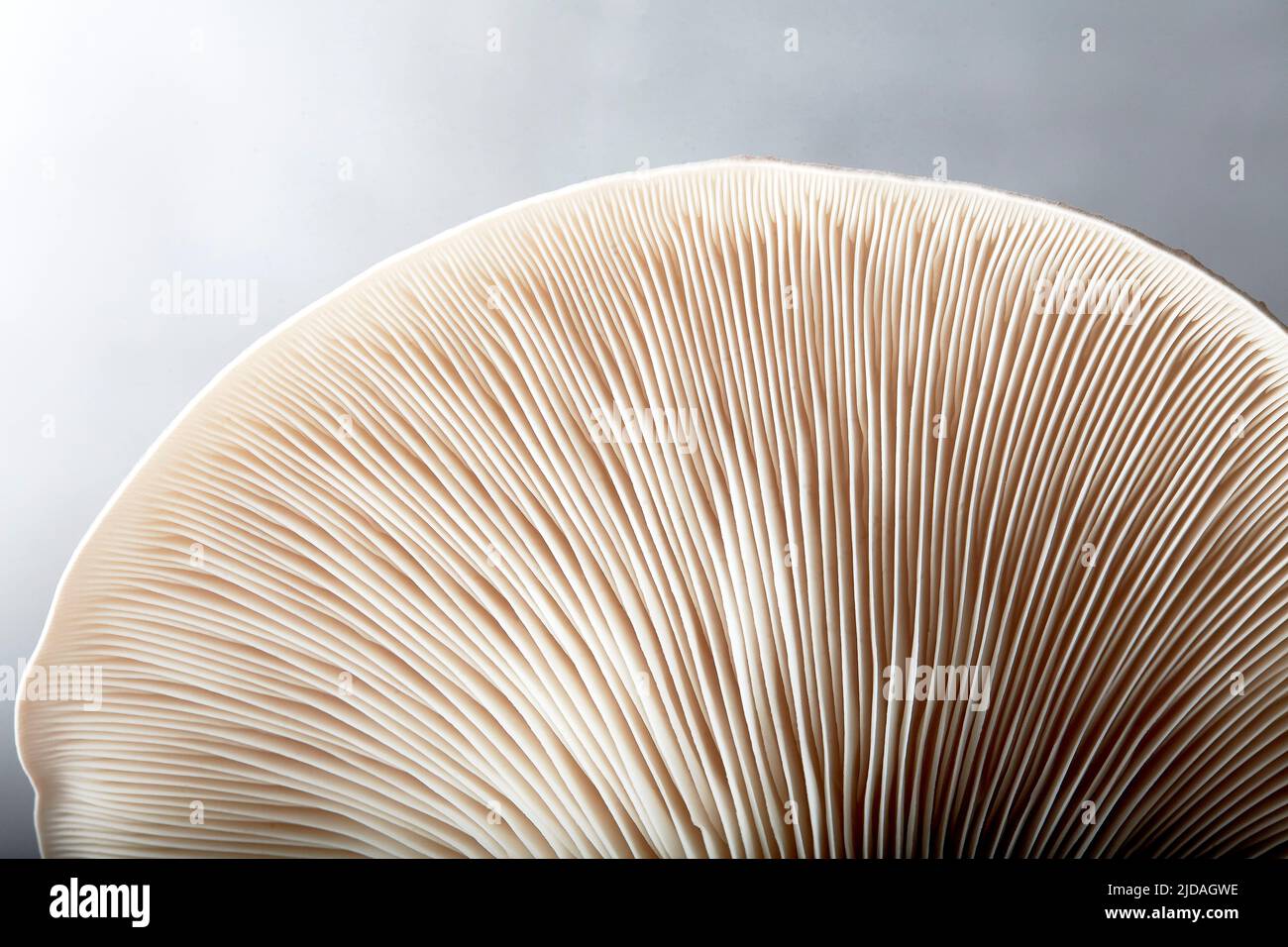 Primo piano di branchie di fungo di ostrica (Pleurotus ostreatus) Foto Stock
