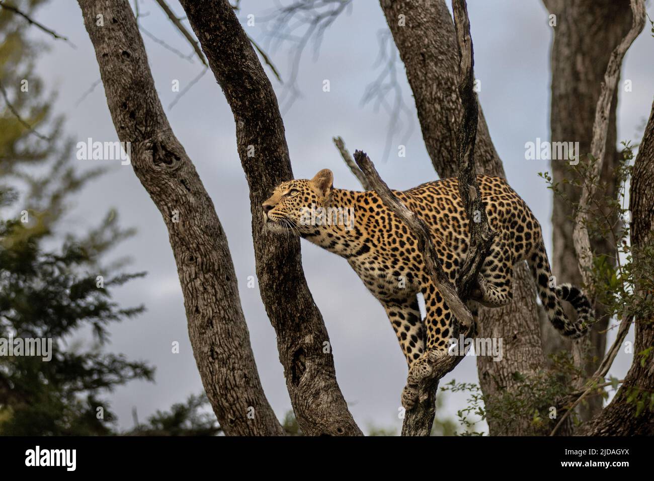 Un leopardo, Panthera pardus, si prepara a saltare in un albero, guardando verso l'alto Foto Stock
