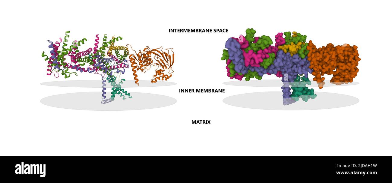Struttura del complesso mitocondriale della translocasi umana della membrana interna (TIM22). 3D modelli, membrana putativa mostrata, PDB 7cgp Foto Stock