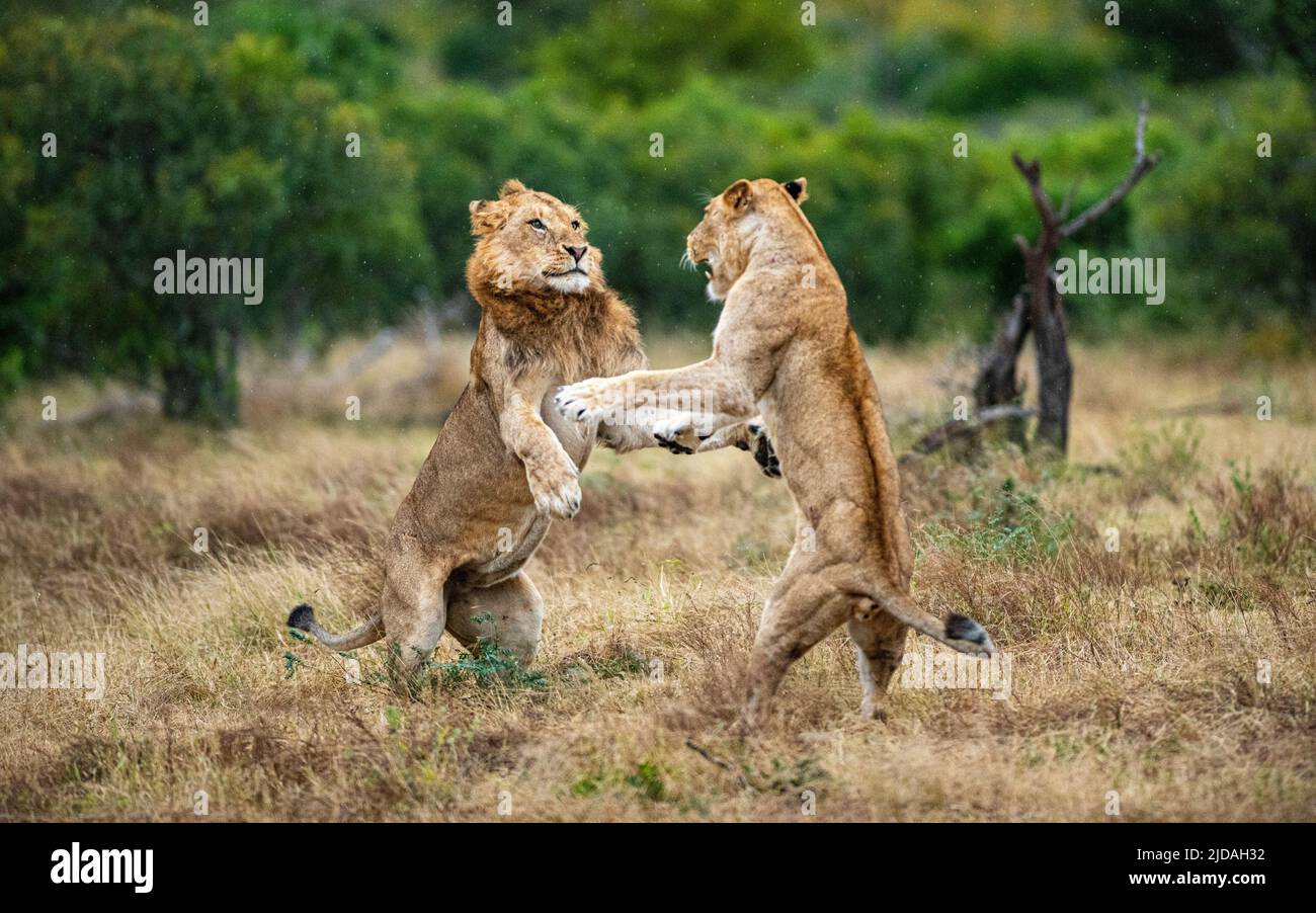 Due leoni, Panthera leo, si combattono a vicenda Foto Stock