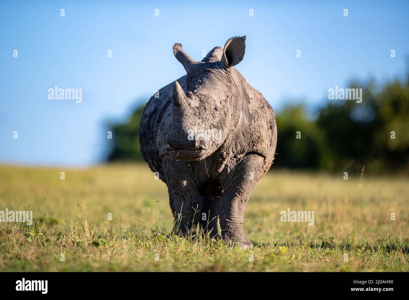 Un rinoceronte bianco, il Ceratotherium simum, sgrana su erba corta e guarda in su Foto Stock