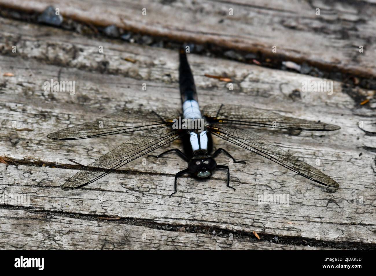 Una grande libellula blu Skimmer, vibrans Libellula, poggiante su un vecchio bacino di legno su un laghetto nelle Adirondack Mountains, NY USA Foto Stock