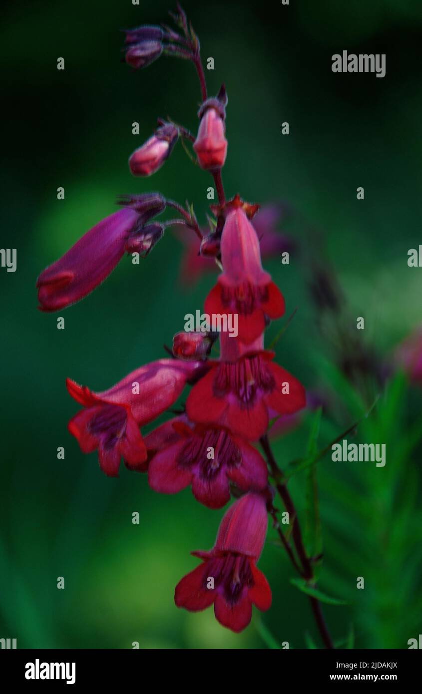 Pentestemon 'Garnett' una perennia completamente dura ha grandi grappoli di piccoli fiori a forma di campana rosso-cerise tenuti su steli di bire scuro sopra foli semi-sempreverdi Foto Stock