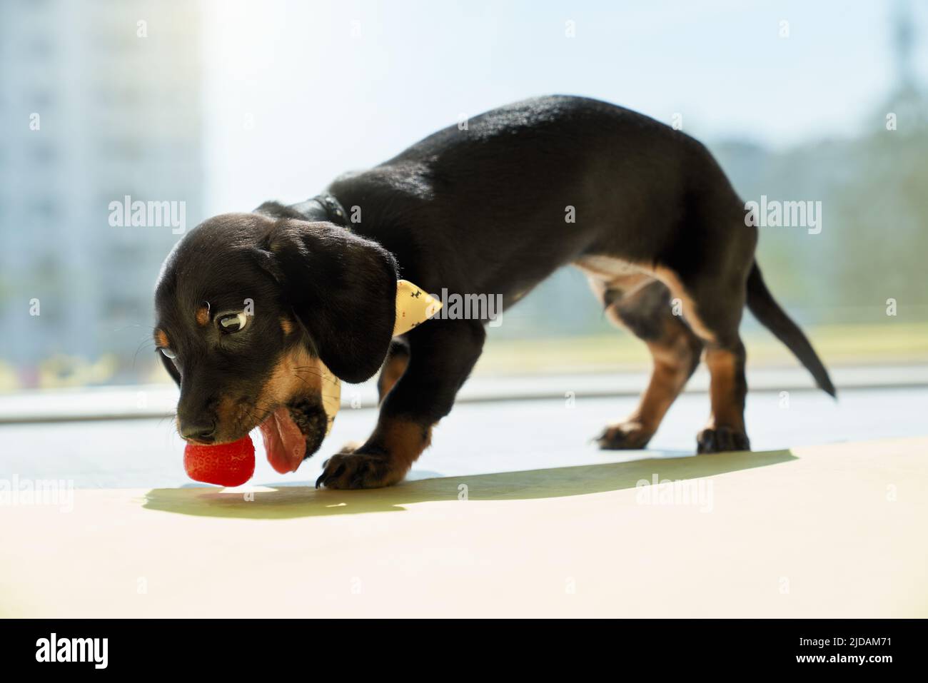 Vista laterale di nero, piccolo cucciolo di dachshund con zampe marroni e collo in piedi, fragola mordente. Carino, cane divertente mangiare, giocare, indossare un colletto elegante. Concetto di animali. Foto Stock