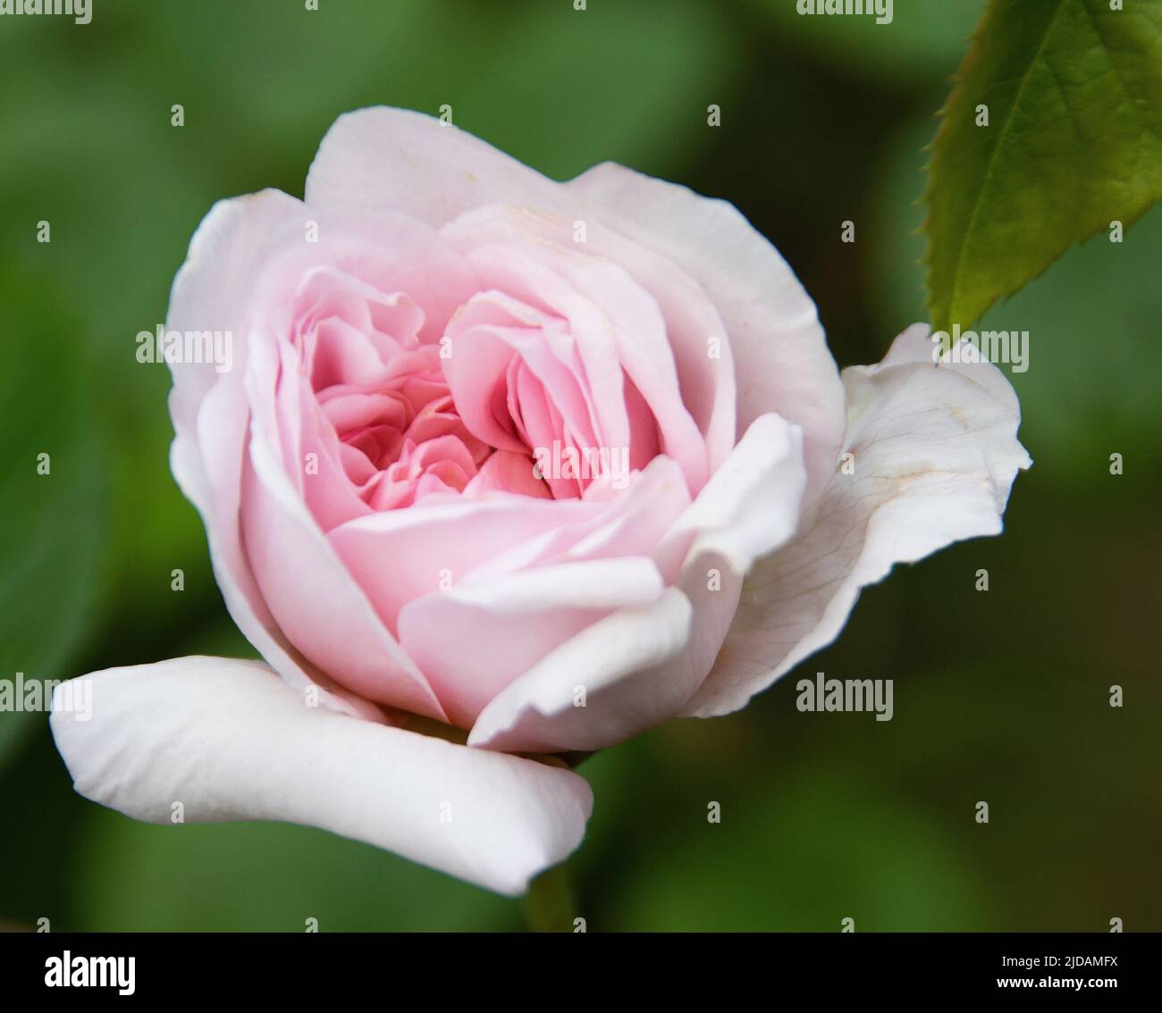 Il nuovo David Austin sorse 'Elizabeth' 2022 Foto Stock