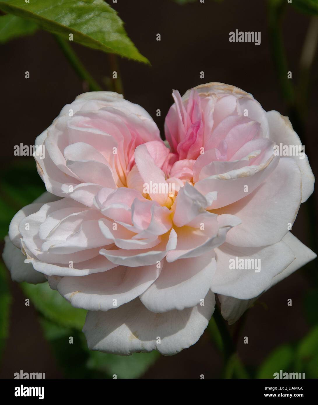 Il nuovo David Austin sorse 'Elizabeth' 2022 Foto Stock