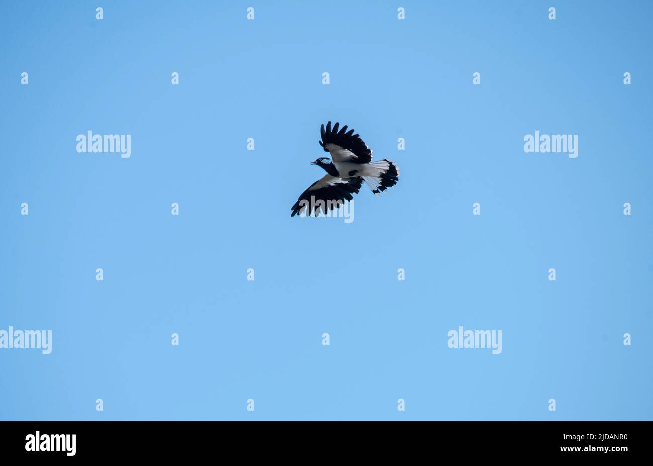 Un australiano Magpie-Lark (Grallina cyanoleuca) che vola nel cielo a Sydney, nuovo Galles del Sud, Australia (Foto di Tara Chand Malhotra) Foto Stock