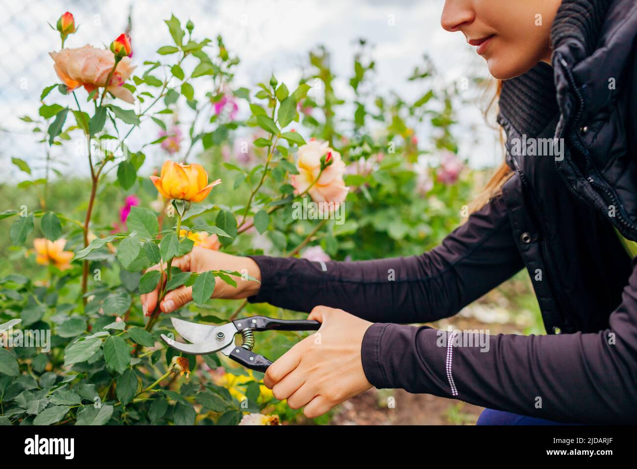 Orange Lady di Shalott rosa fioritura nel giardino estivo. Il giardiniere taglia i gambi via con potatrice. Austin fiori di rose inglesi Foto Stock