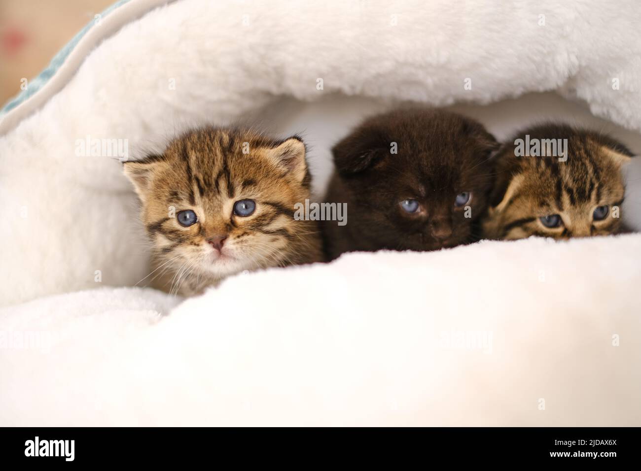 Cuccioli.tre piccoli cuccioli in una casa bianca soffice su una camera sfocata background.Black e due cuccioli tabby scozzese in un bed.Accessories per Foto Stock