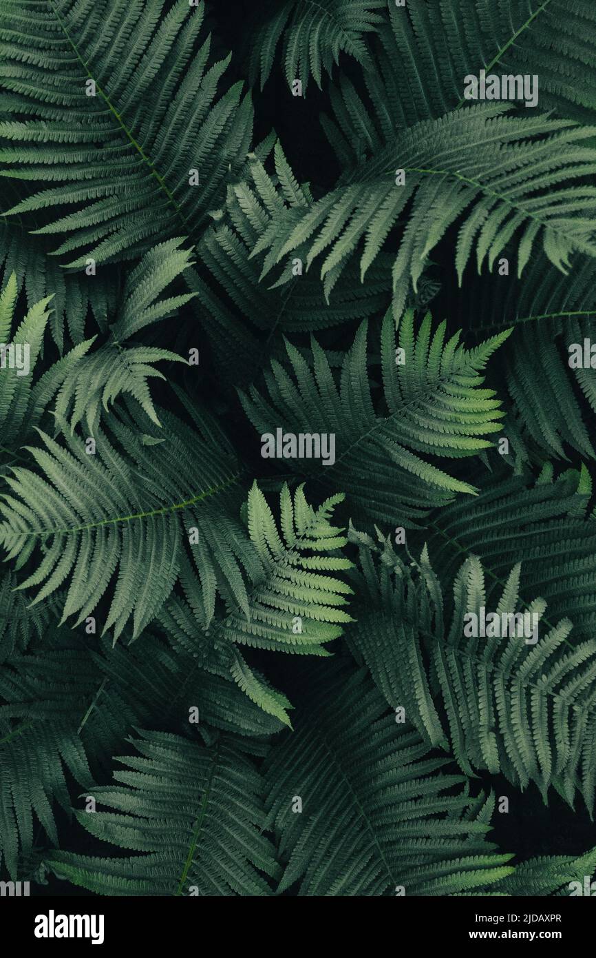 Foresta felci sfondo, verde scuro foglie texture, basso chiaro piante pattern Foto Stock