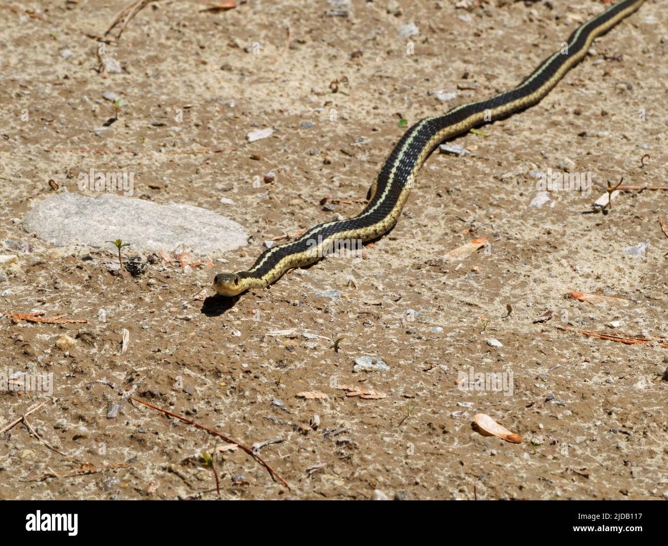 Un serpente Garter giallo. Quebec, Canada Foto Stock