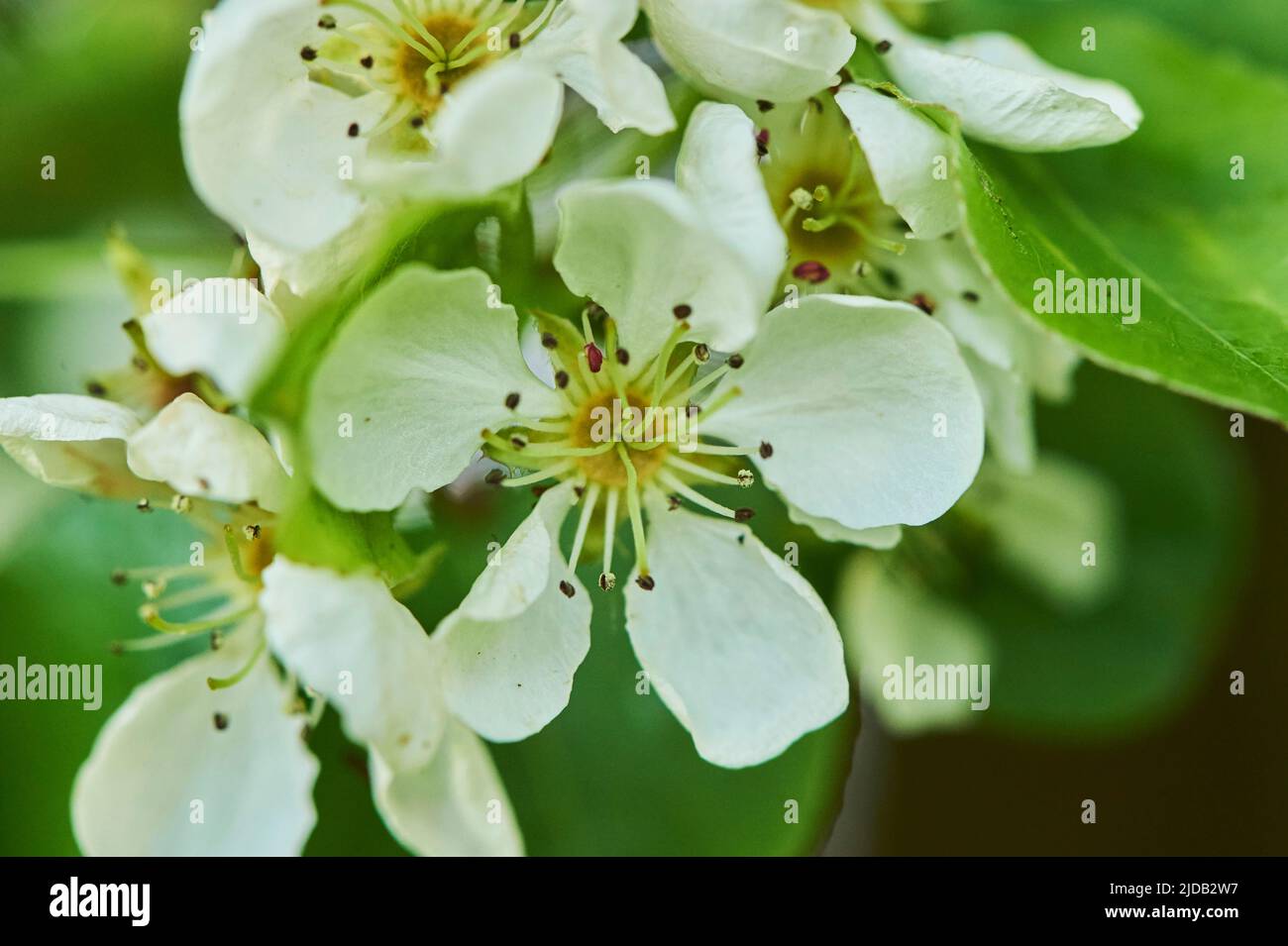 Primo piano di delicati fiori bianchi su una pera europea o pera comune (Pyrus communis) in piena fioritura in primavera; Baviera, Germania Foto Stock