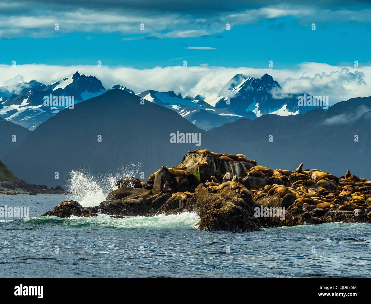 Stellers Sea Lions (Eumetopias jubatus) trasportato su un'isola rocciosa; Katmai National Park, Alaska, Stati Uniti d'America Foto Stock