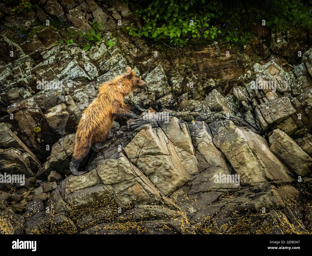 Giovane orso bruno costiero (Ursus arctos horribilis) che si arrampica sulle rocce della spiaggia con la bassa marea nel Geographic Harbor Foto Stock