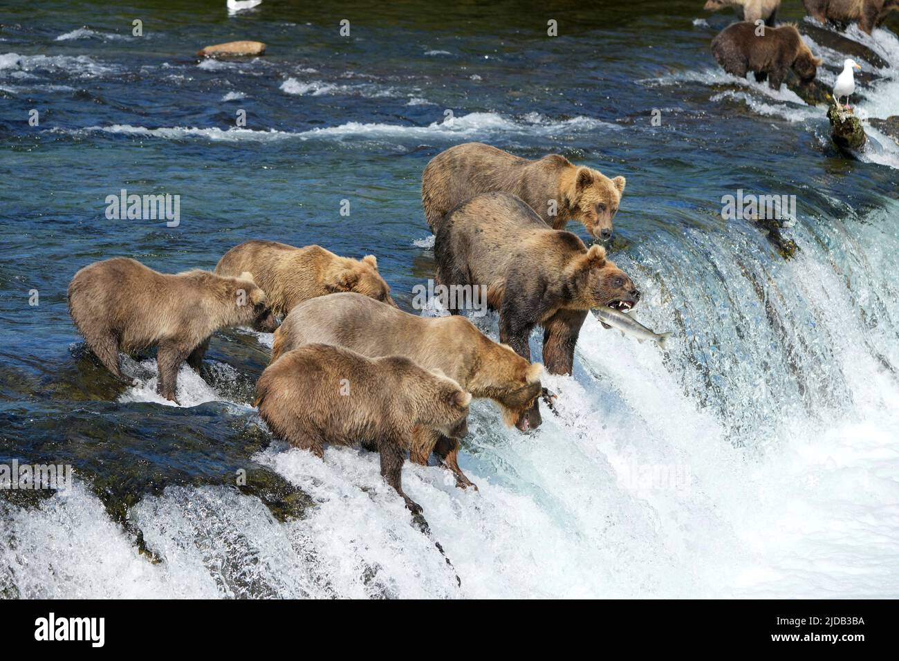 Orsi bruni con cuccioli (Ursus arctos horribilis) in piedi nel fiume su una rapida sporgenza a Brook Falls, catturando il salmone con la bocca sulla sal... Foto Stock